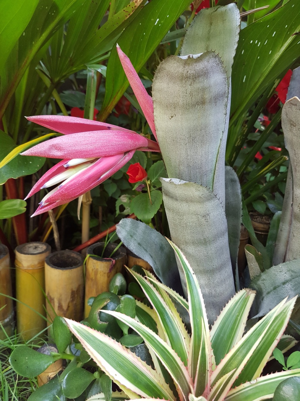 Billbergia zebrina  20180798