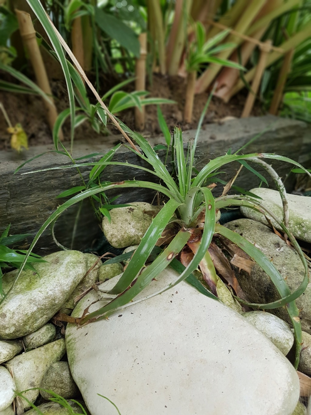 Puya chilensis 20180828