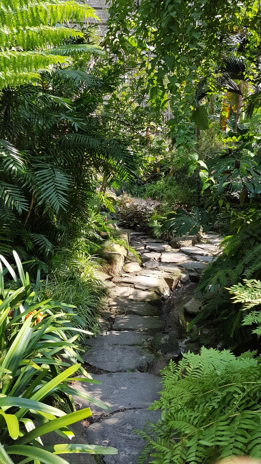 (Portugal) Estufa Fria - Jardin tropical - Lisbonne 20180898