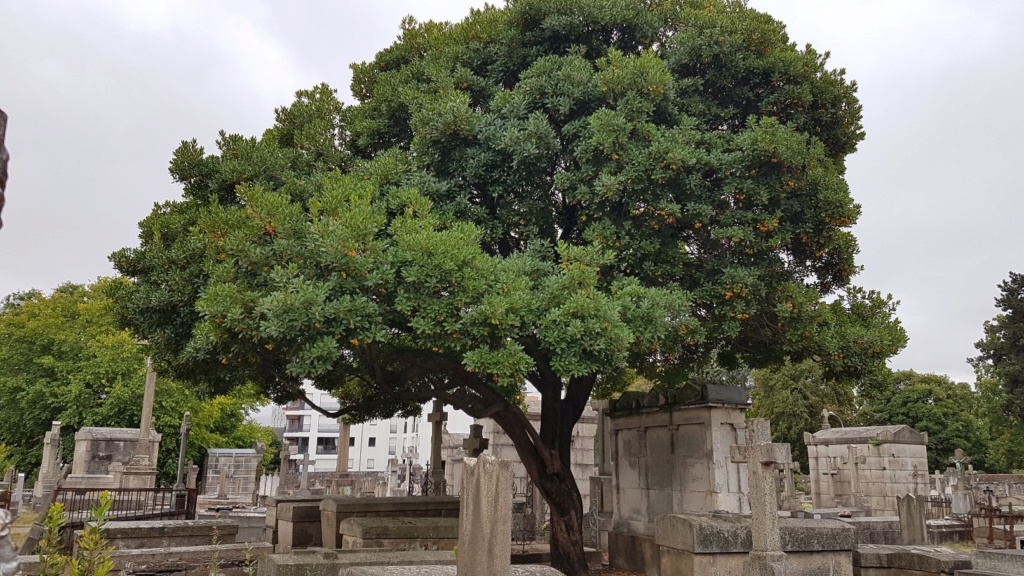 Au pied de mon arbre ... - Les cimetières pleins de vie 20180986