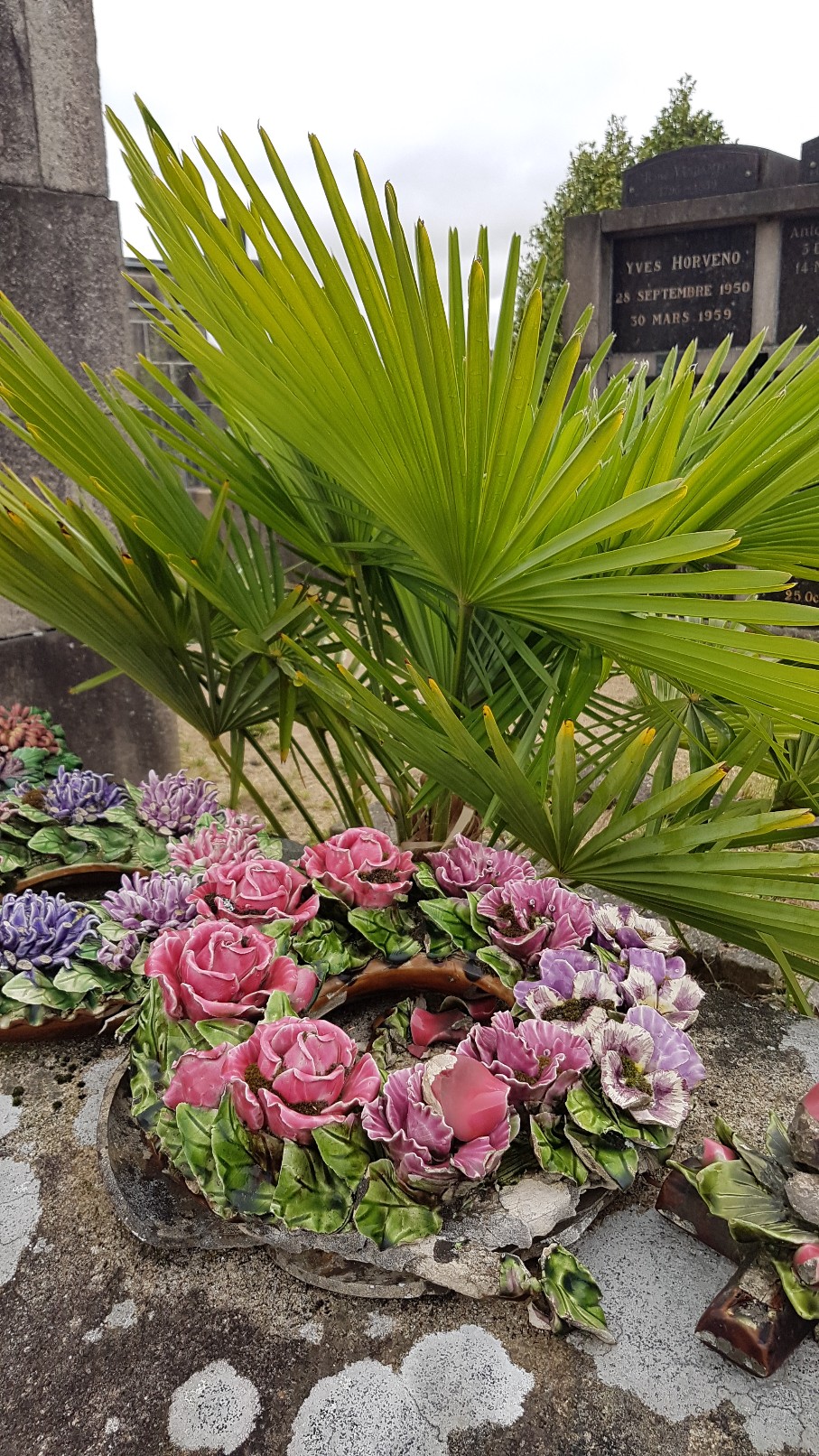 Au pied de mon arbre ... - Les cimetières pleins de vie 20180988