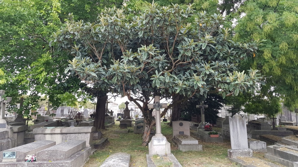 Au pied de mon arbre ... - Les cimetières pleins de vie 20180990