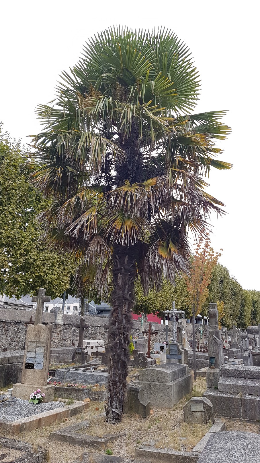 Au pied de mon arbre ... - Les cimetières pleins de vie 20180992