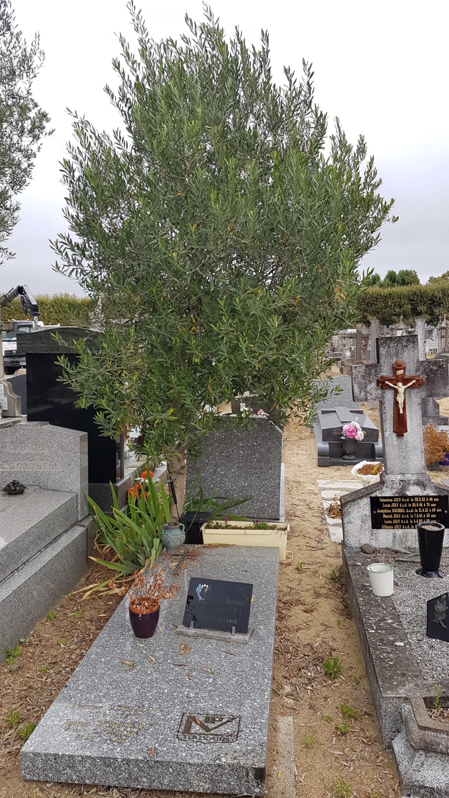 Au pied de mon arbre ... - Les cimetières pleins de vie 20180994