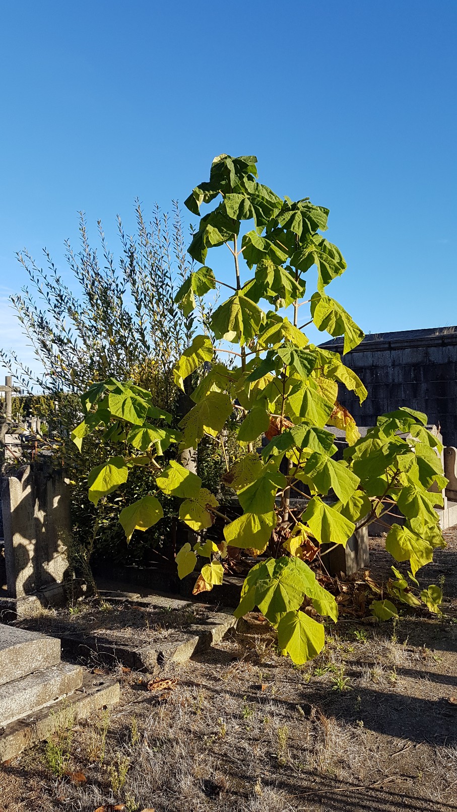 Au pied de mon arbre ... - Les cimetières pleins de vie - Page 2 20181019