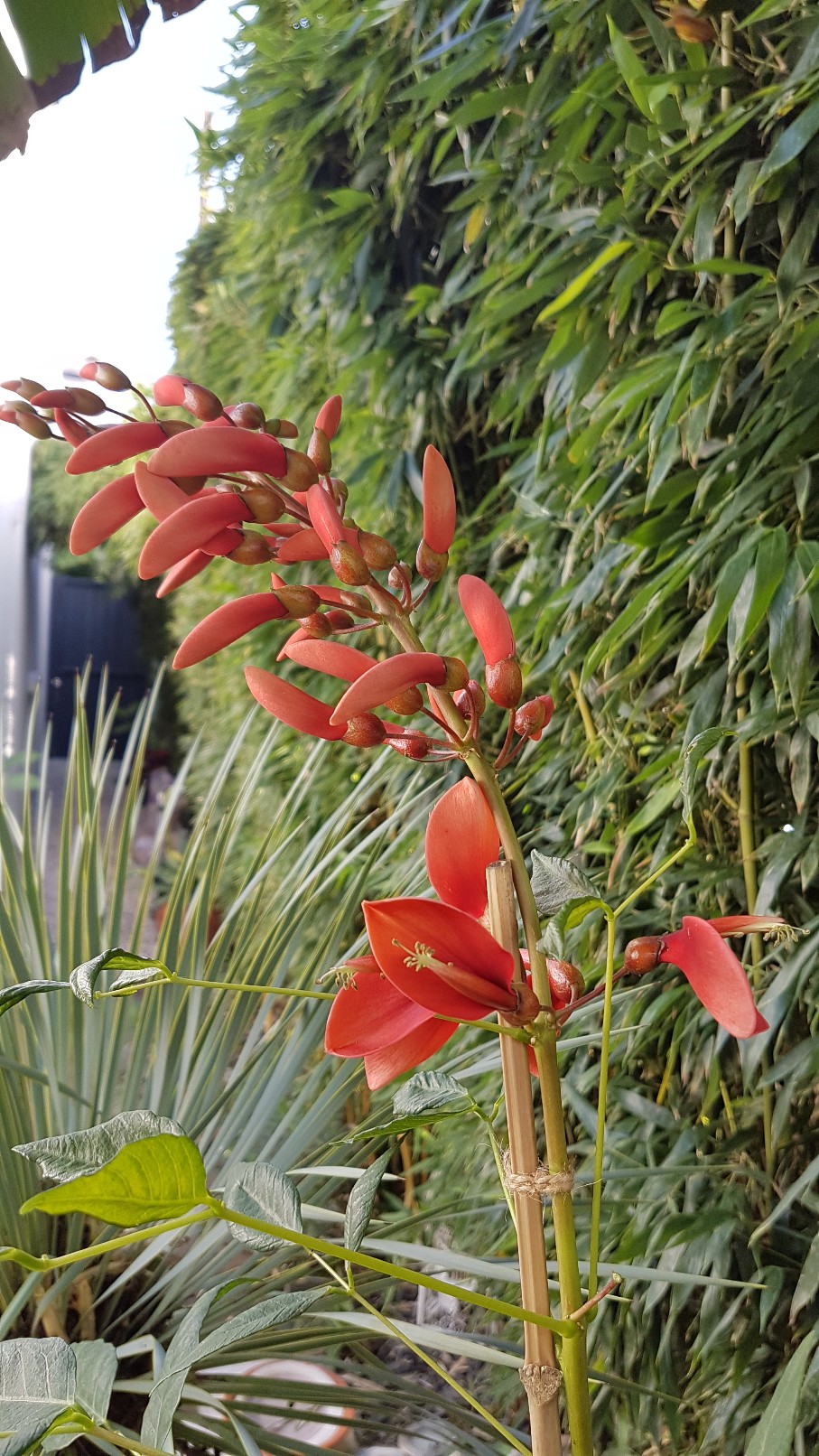 Erythrina crista-galli - Page 6 20181056