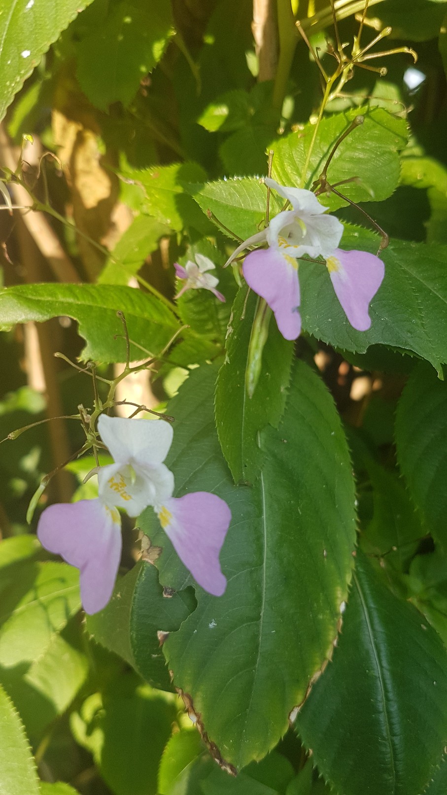 Impatiens balfourii - impatience de Balfour 20181133