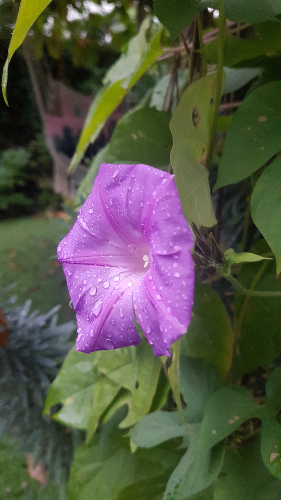 Rémi - Mon (tout) petit jardin en mode tropical - Page 9 20181181