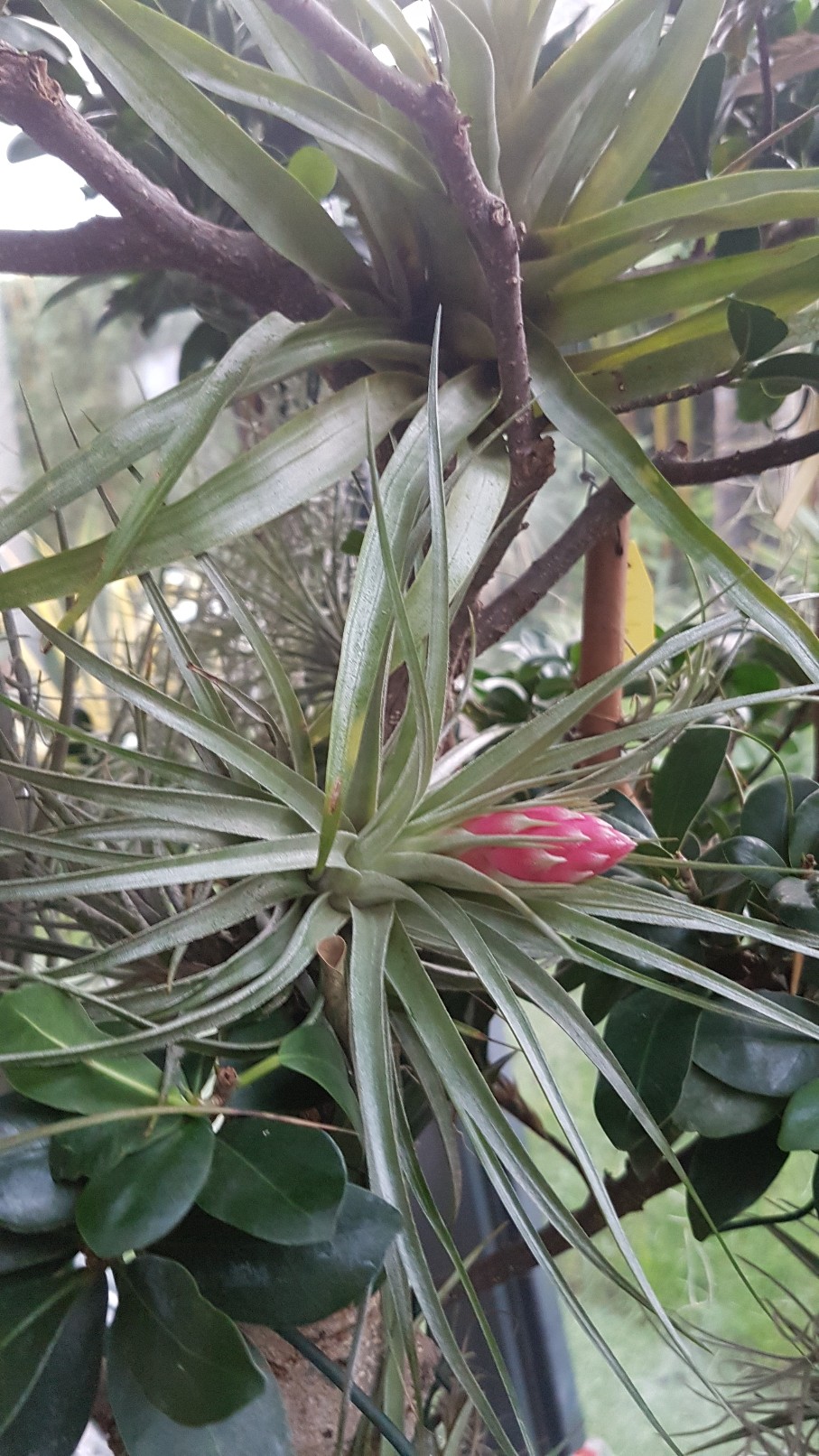 Tillandsia 'Cotton Candy' 20181243