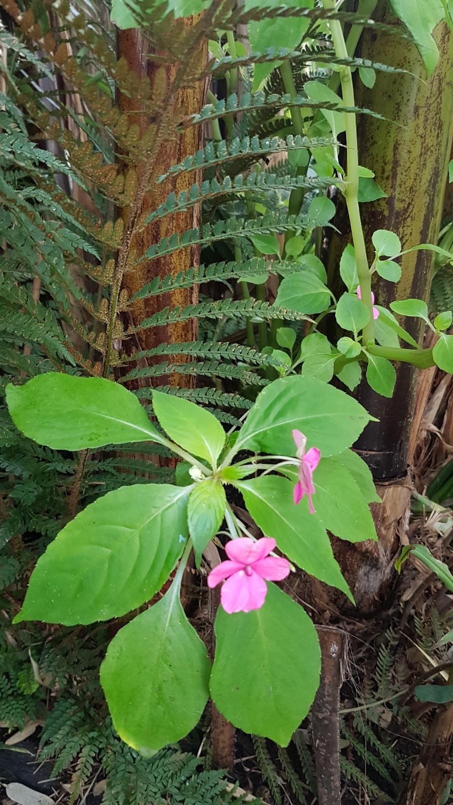 impatiens - Impatiens 'Goutte de Sang' - Marie-Louise buveuse d'eau - Page 2 20181258