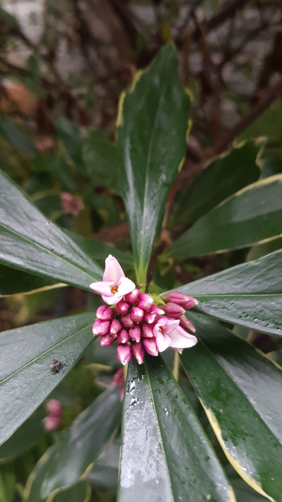 Daphne odora 'Aureomarginata' - Page 2 20190129