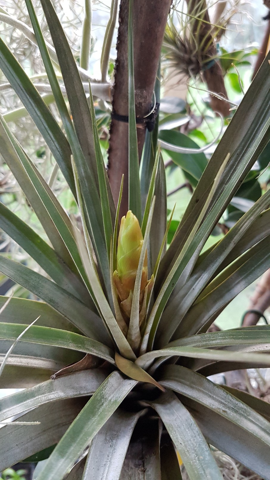 Tillandsia fasciculata 20190179