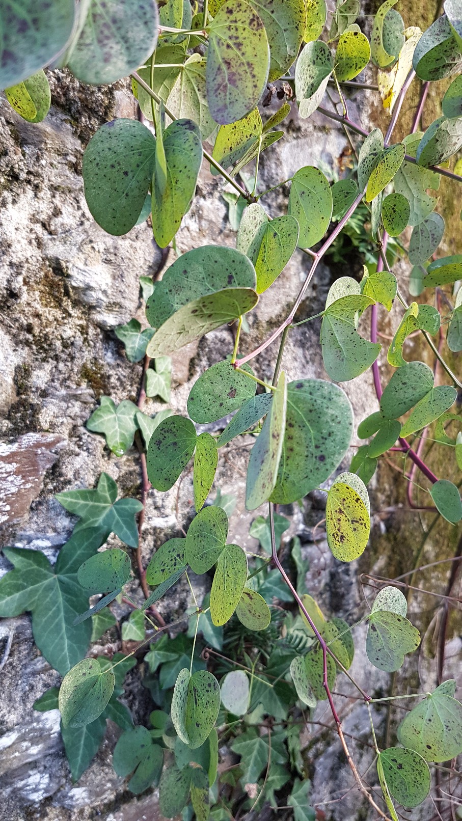 Bauhinia yunnanensis - Page 5 20190180