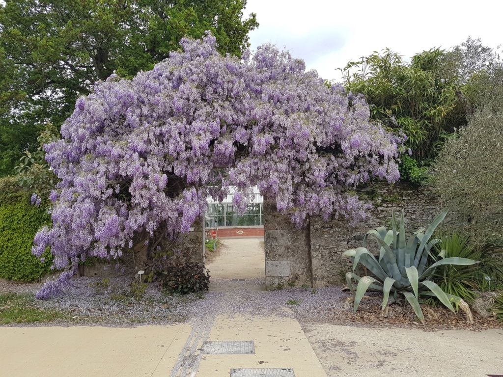 Wisteria - Wisteria - les glycines  - Page 7 20190203