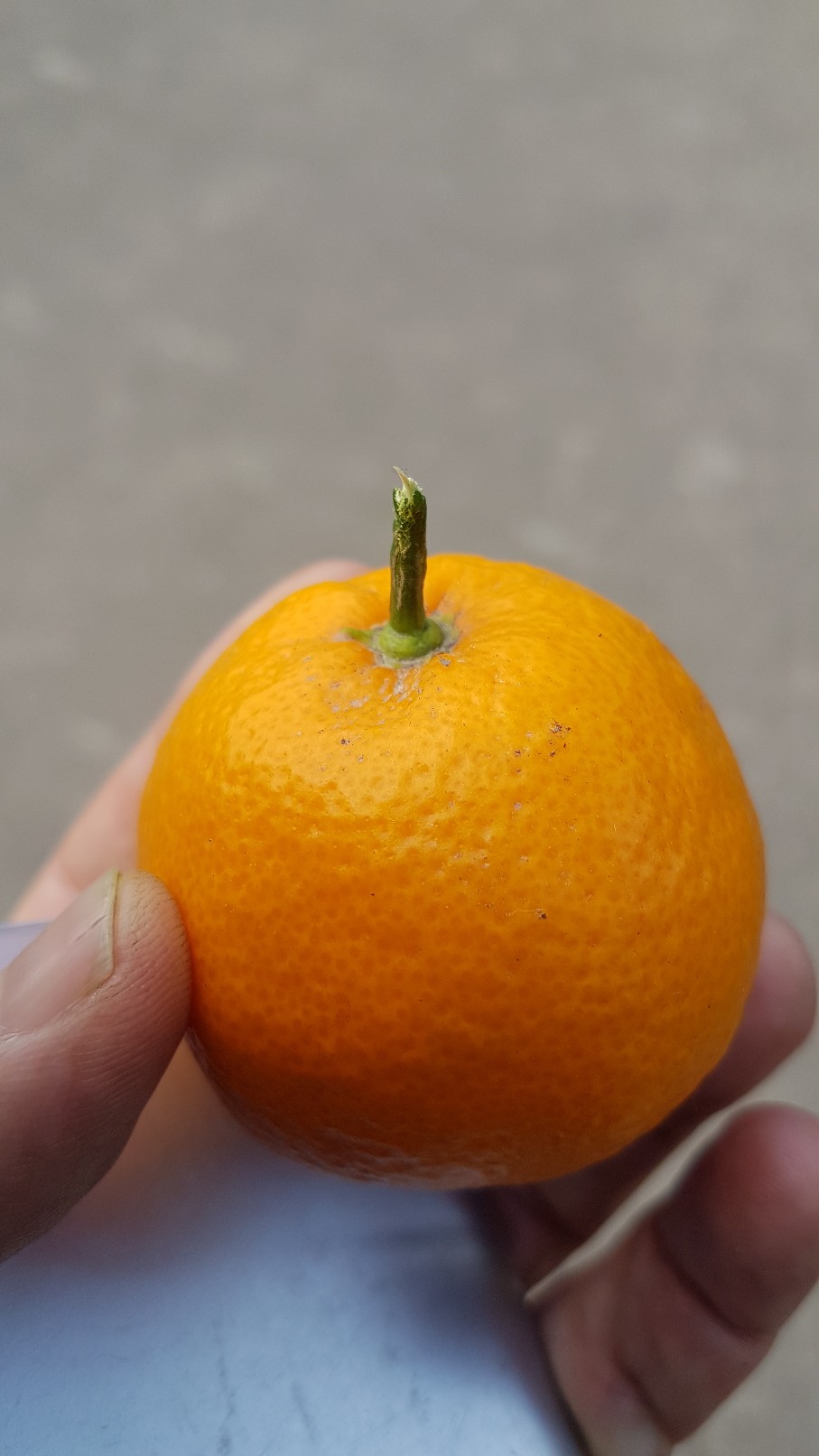 Citrus reticulata subsp. unshiu - mandarinier satsuma 20190238