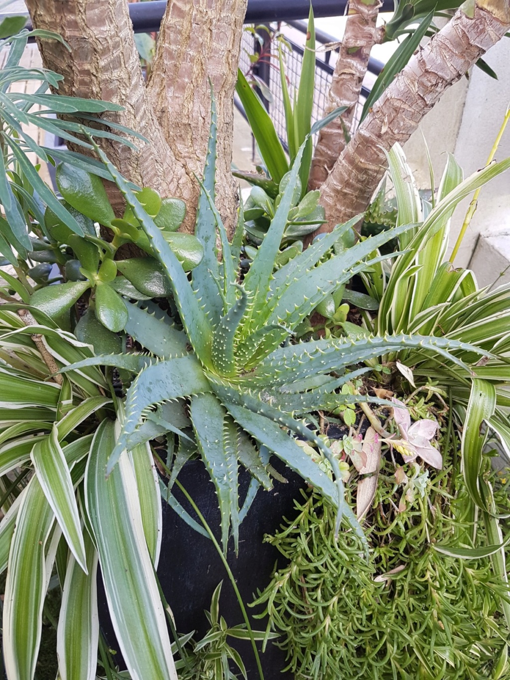 Aloe x spinosissima 20190349