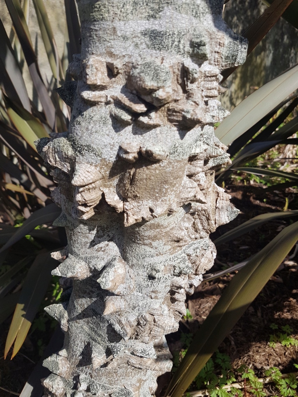 Zanthoxylum bungeanum - poivrier du Sichuan 20190395