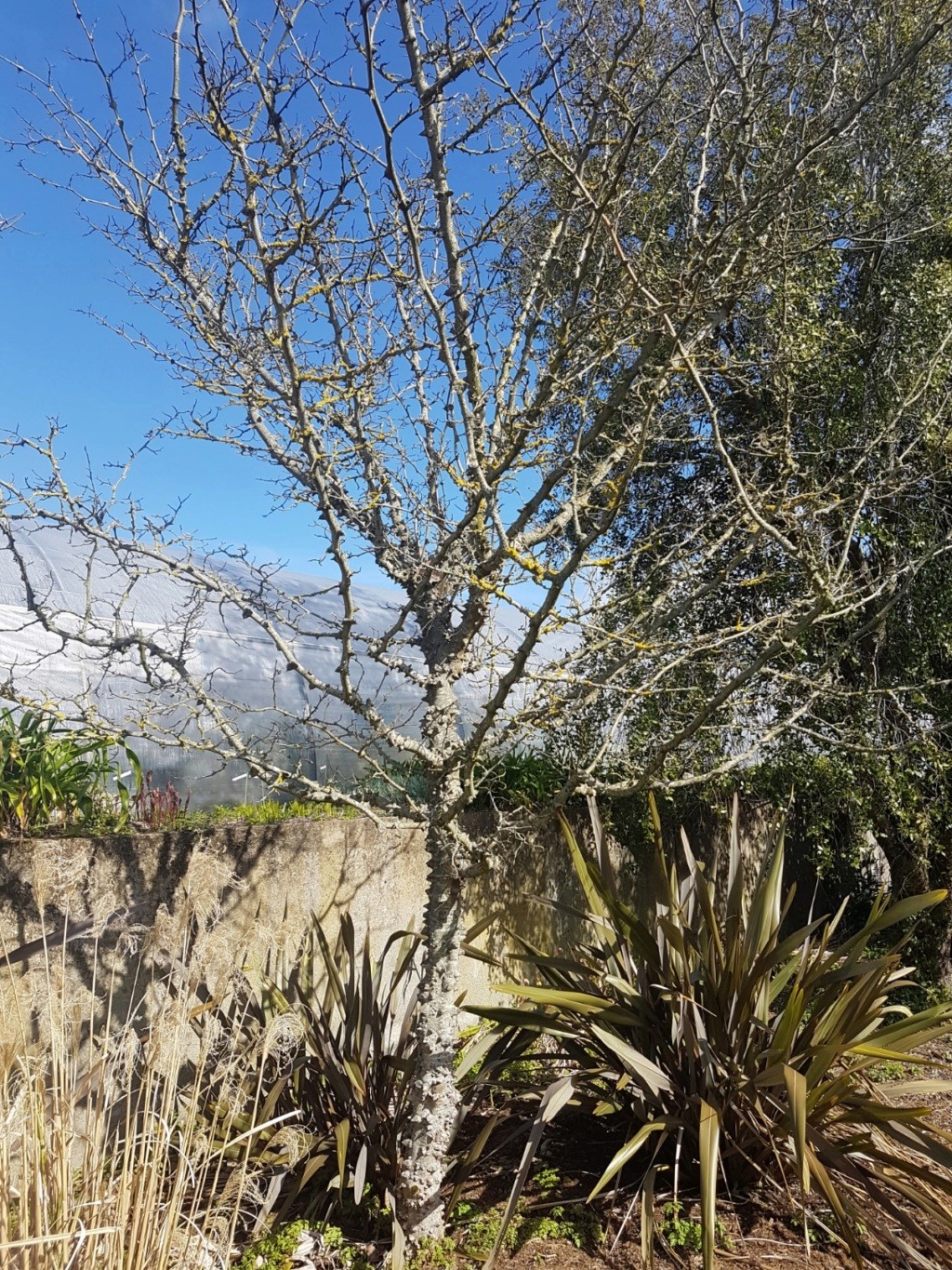 Zanthoxylum bungeanum - poivrier du Sichuan 20190396