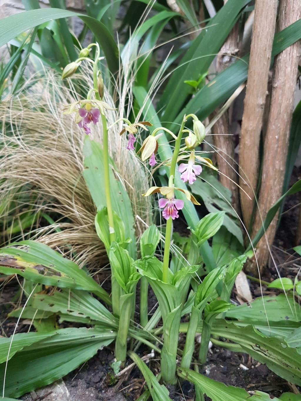 Orchidées terrestres - Floraisons du moment 2019 20190410