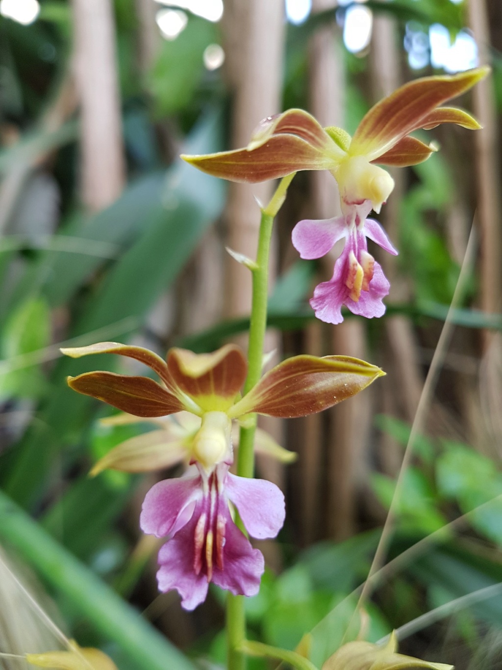 Orchidées terrestres - Floraisons du moment 2019 20190476