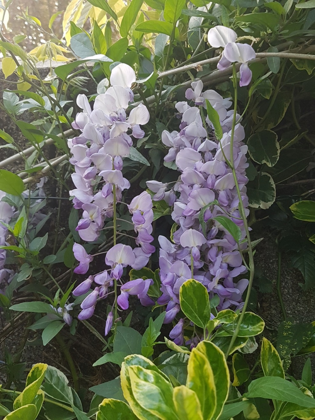 Wisteria - les glycines  - Page 7 20190490