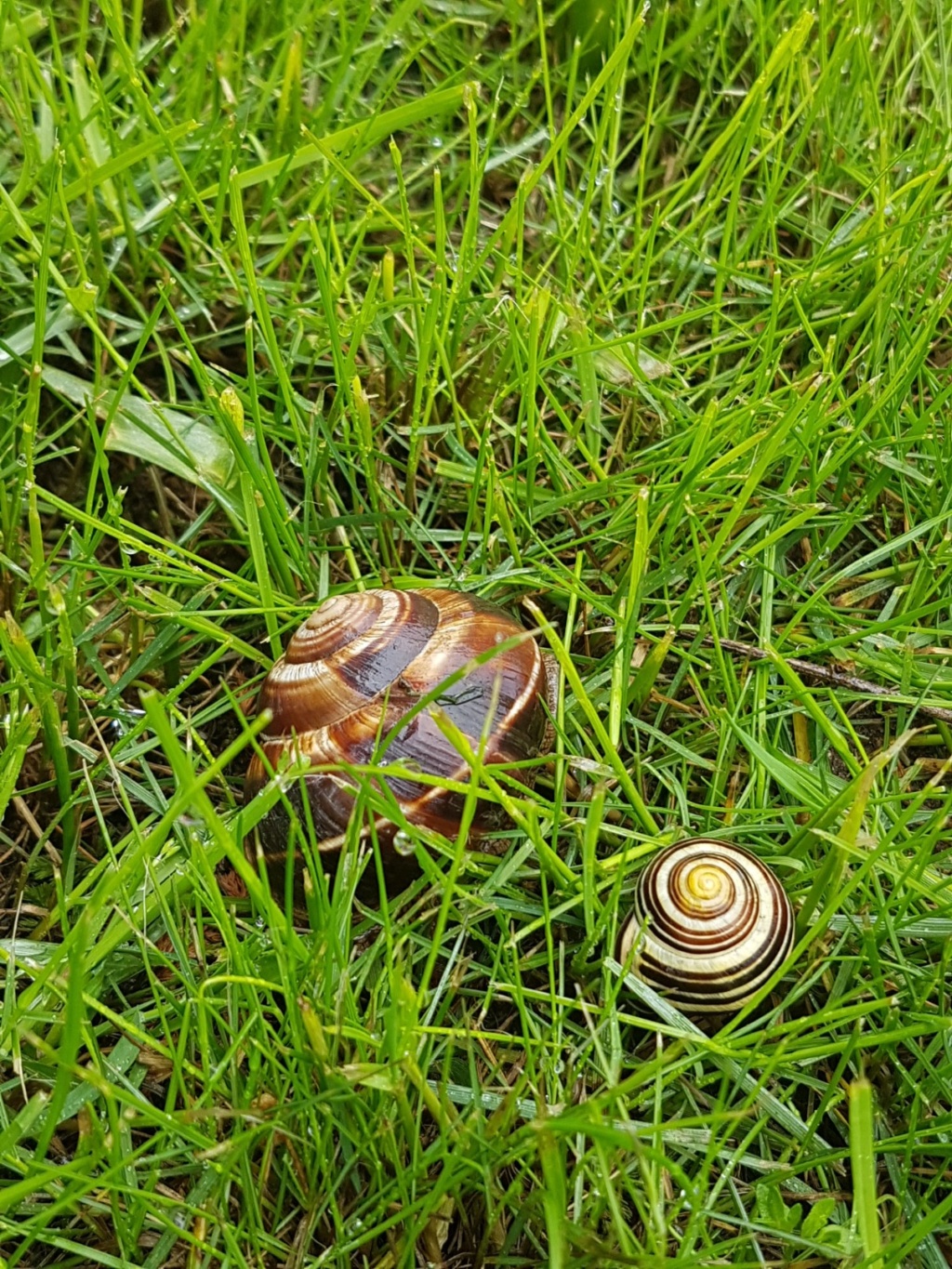 Connaissez vous cet escargot? - identification 20190564