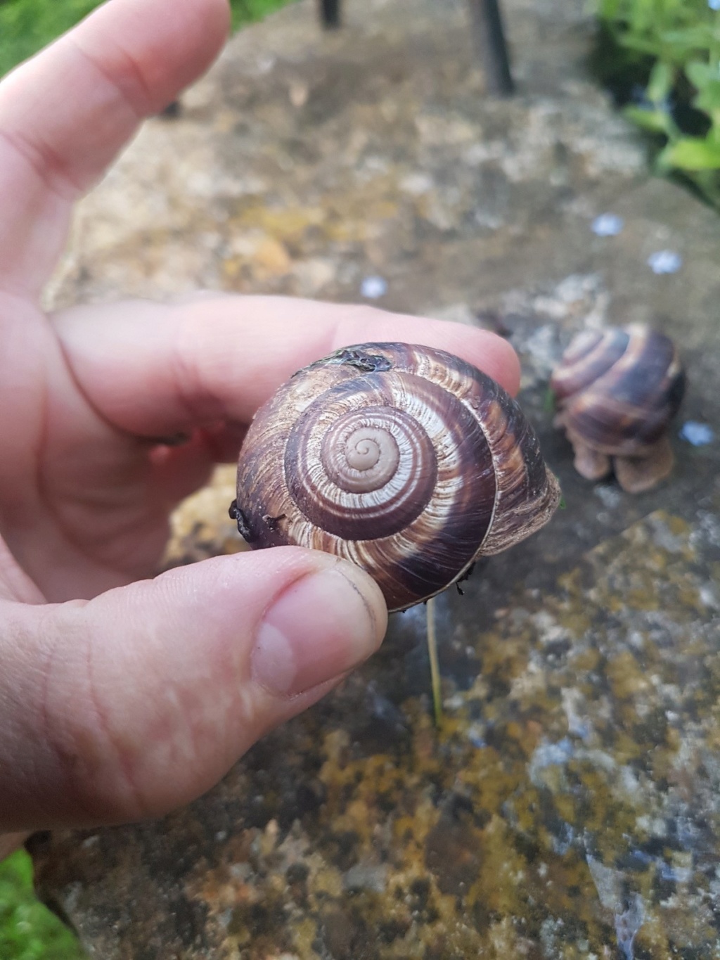 Connaissez vous cet escargot? - identification 20190566