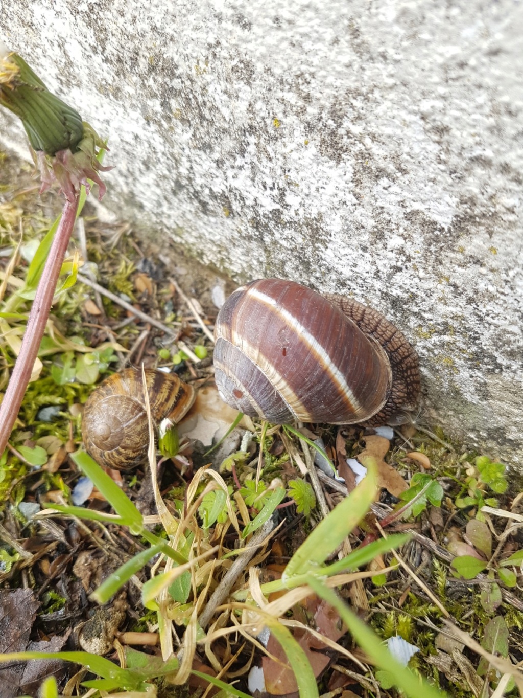 Connaissez vous cet escargot? - identification 20190567