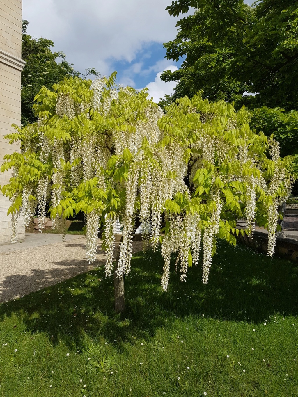 Wisteria - les glycines  - Page 8 20190570