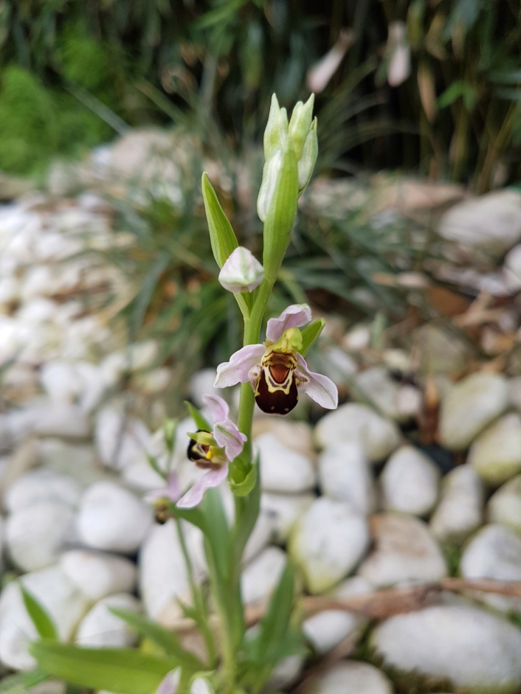 Ophrys apifera - ophrys abeille - Page 3 20190607