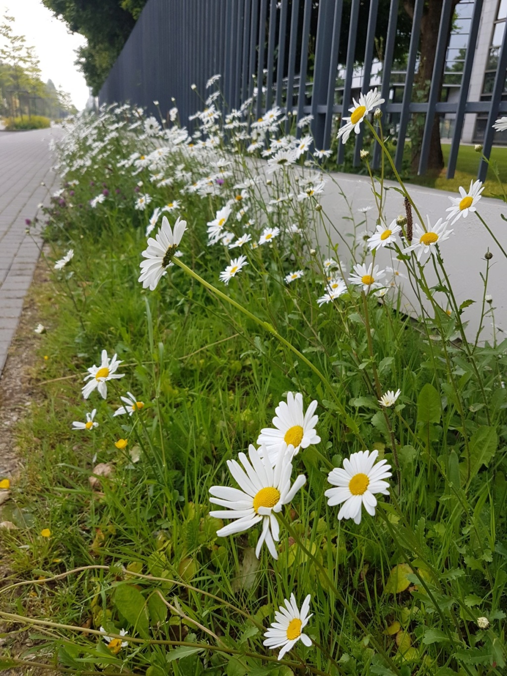 Végétaliser un trottoir - Page 20 20190619