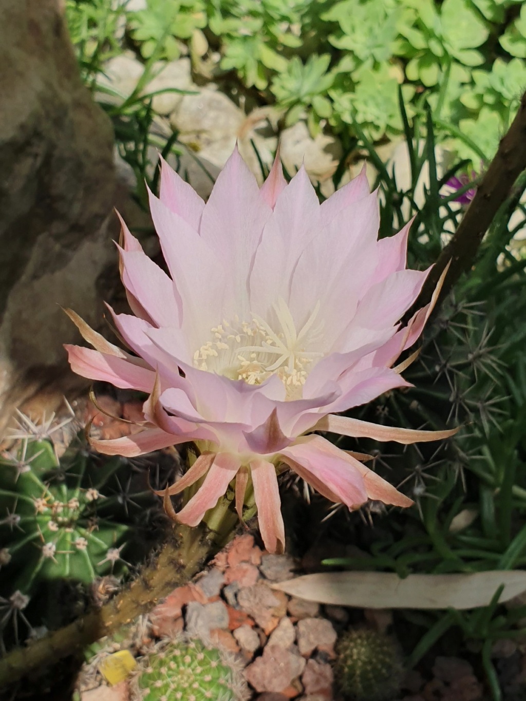 Echinopsis oxygona (= Echinopsis eyriesii v. grandiflora) - Page 3 20190785