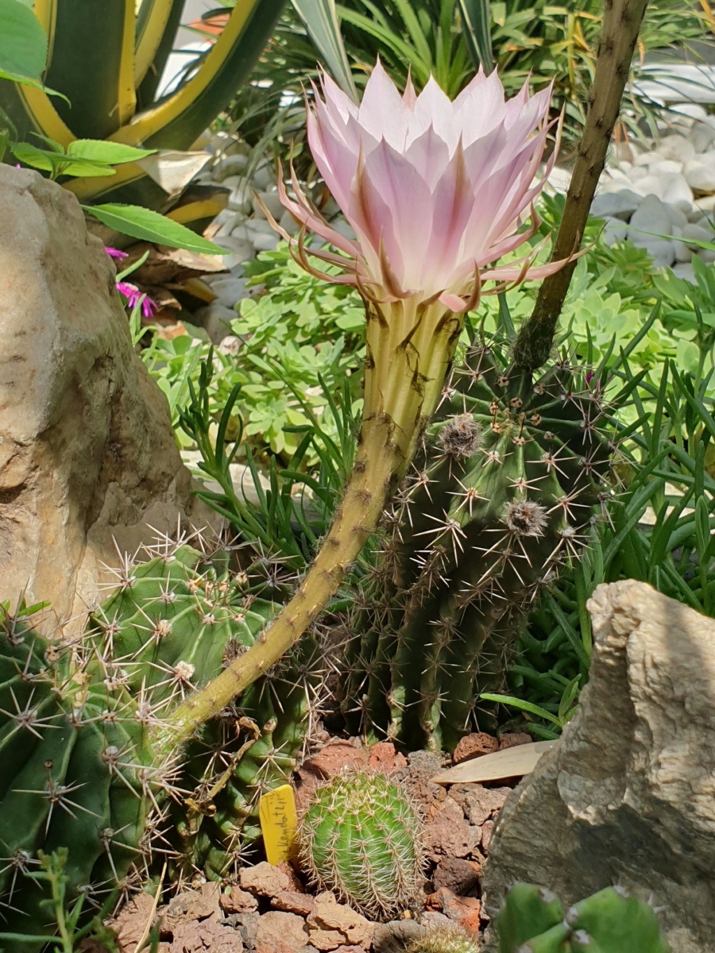 Echinopsis oxygona (= Echinopsis eyriesii v. grandiflora) - Page 3 20190786