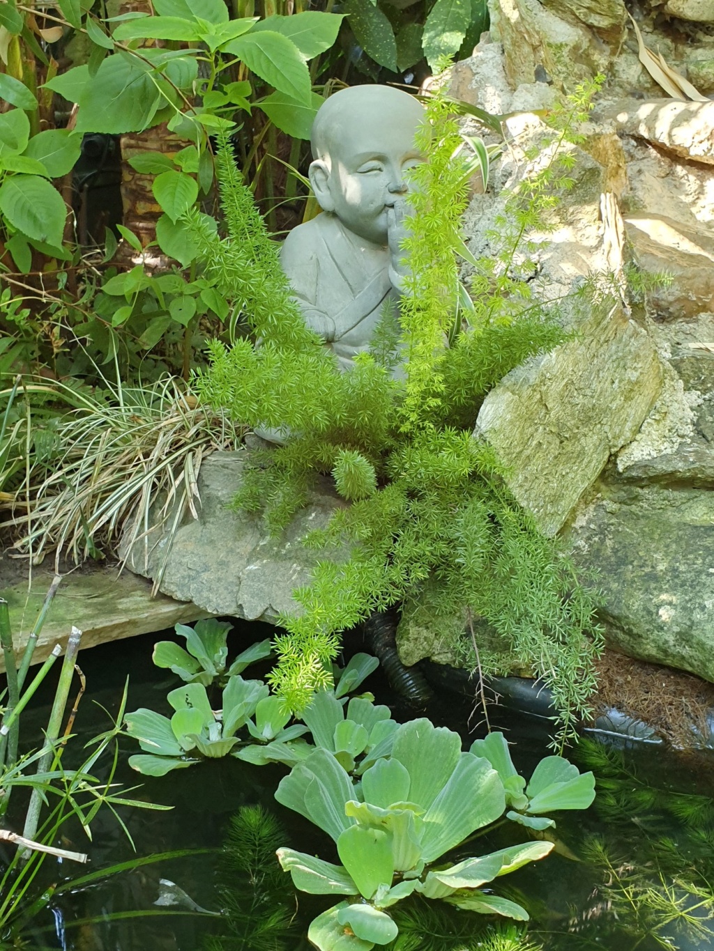 Pistia stratiotes - laitue d'eau - Page 2 20190804