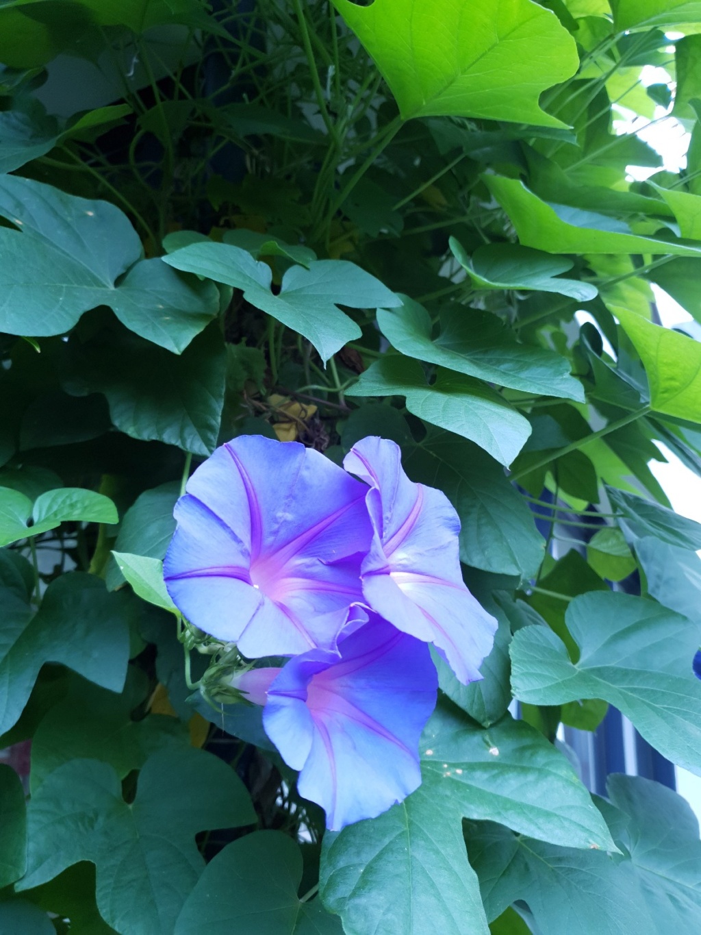 Ipomoea indica (= Ipomoea learii) - Page 5 20190813