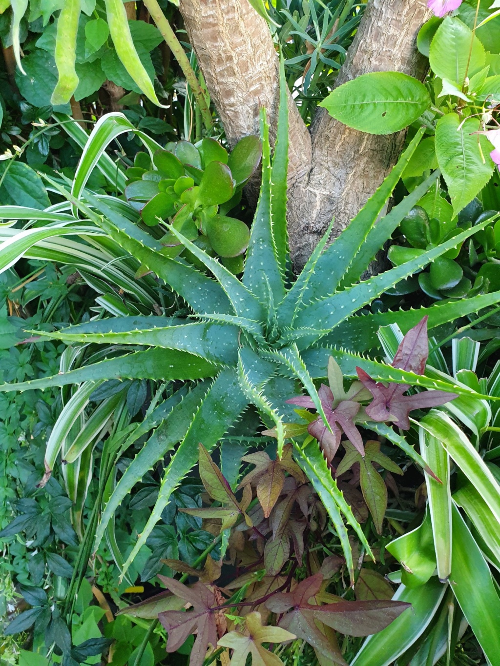 Aloe x spinosissima 20190870