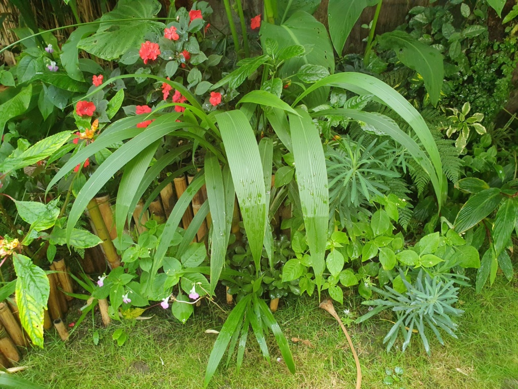 Setaria palmifolia - sétaire à feuilles de palmier - Page 2 20190968