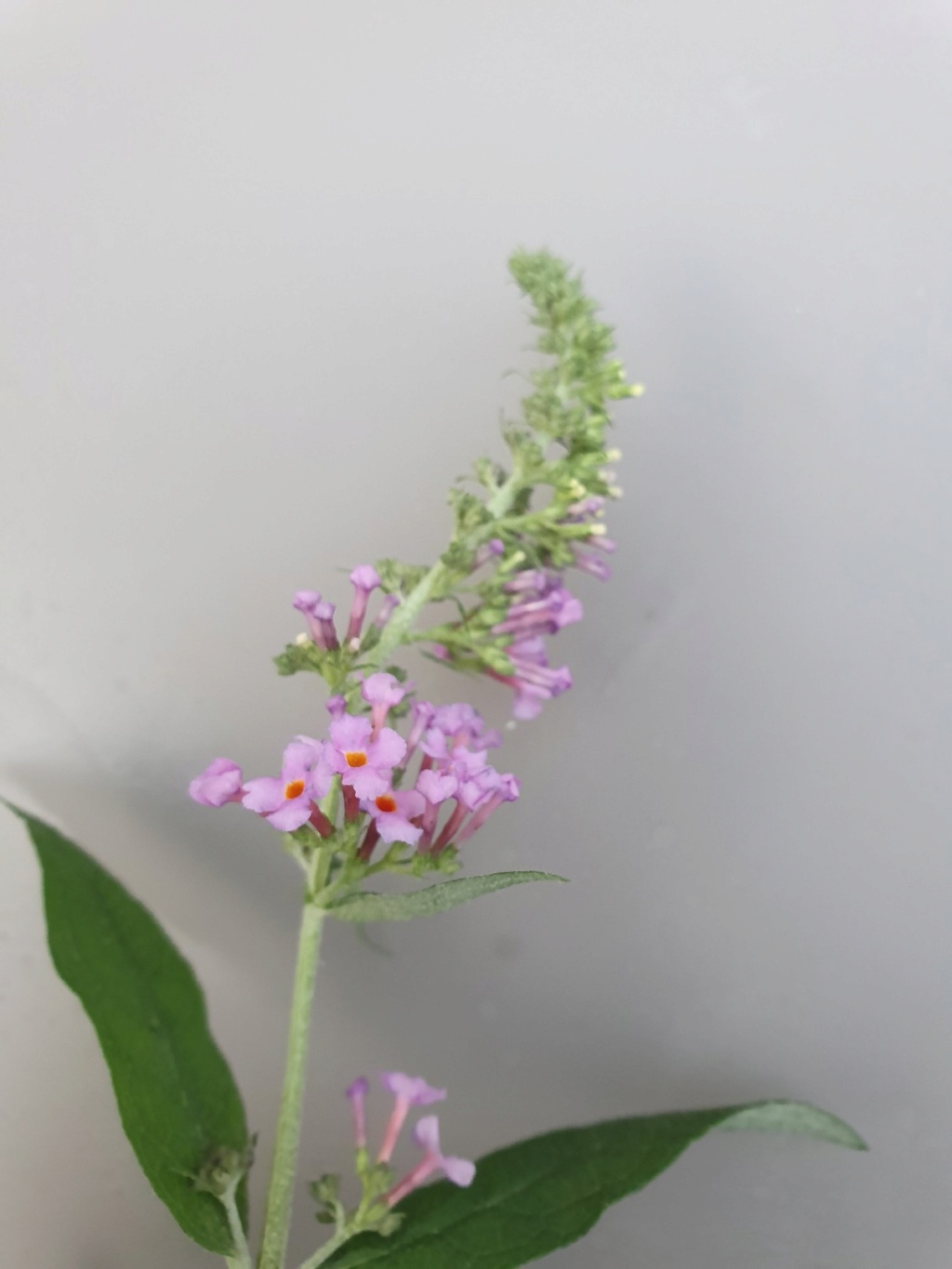 Buddleja davidii - buddleia de David 20191041