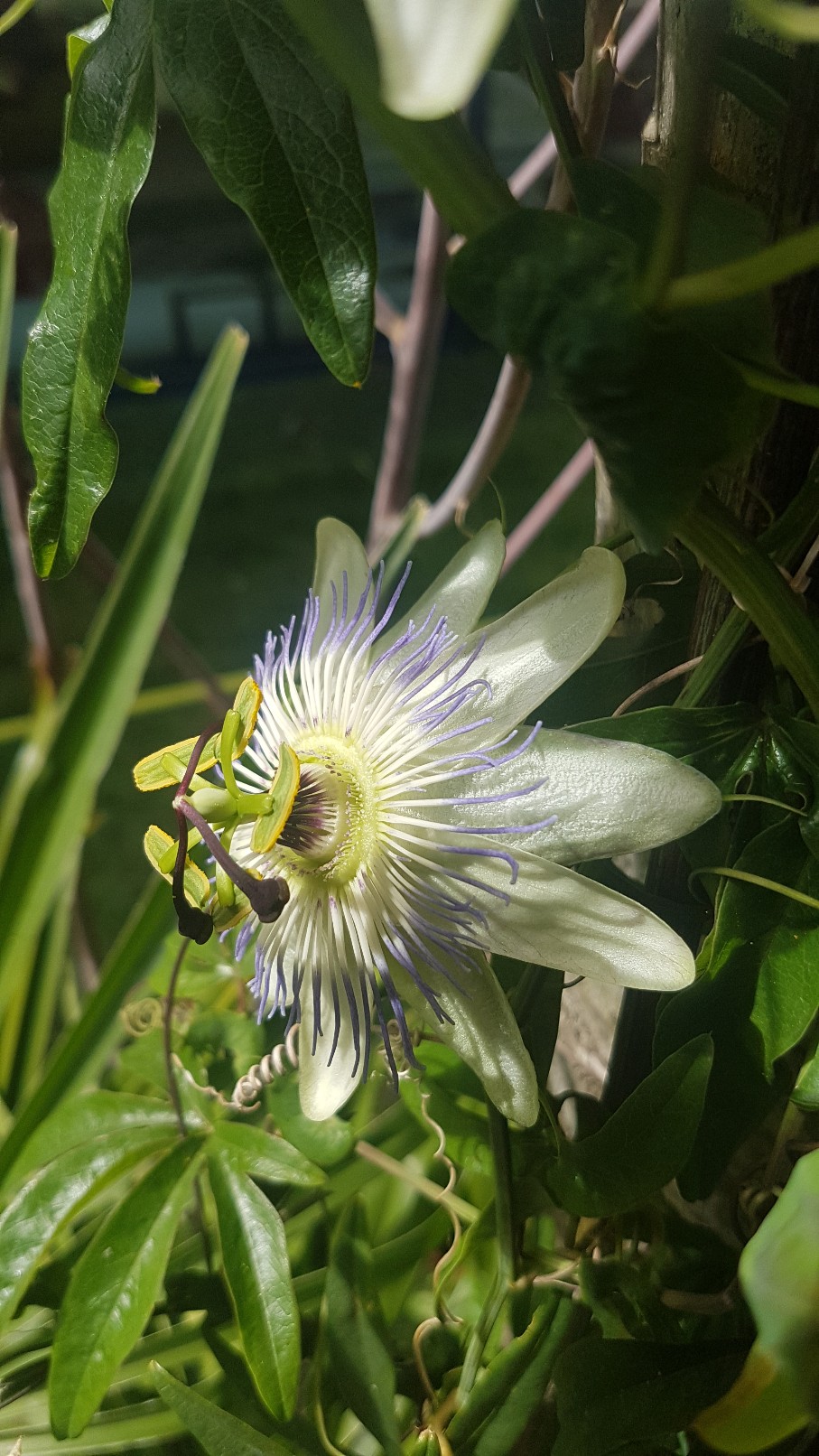 Passiflora caerulea - Page 4 20191093