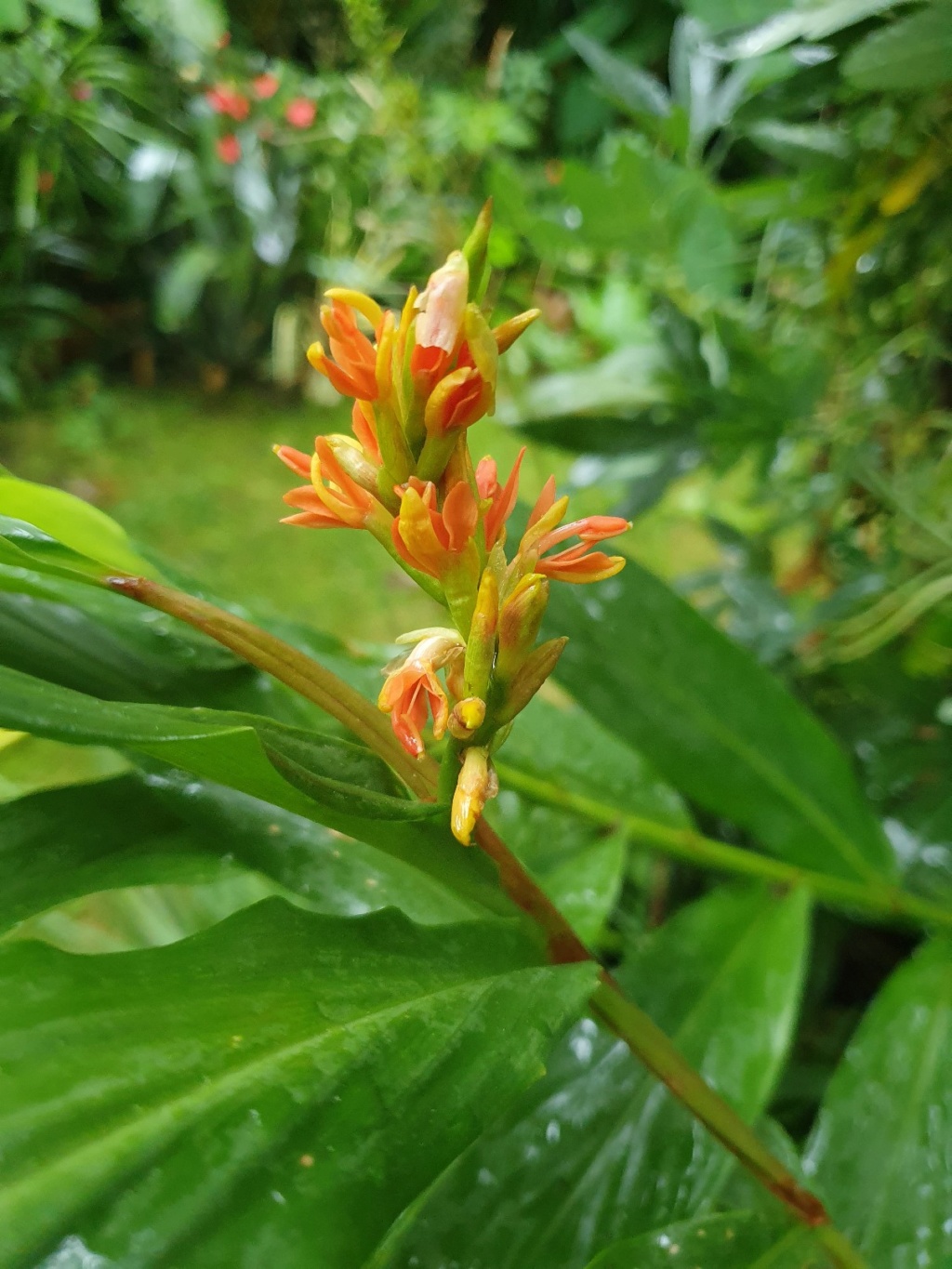 Hedychium densiflorum 'Assam Orange' 20191151