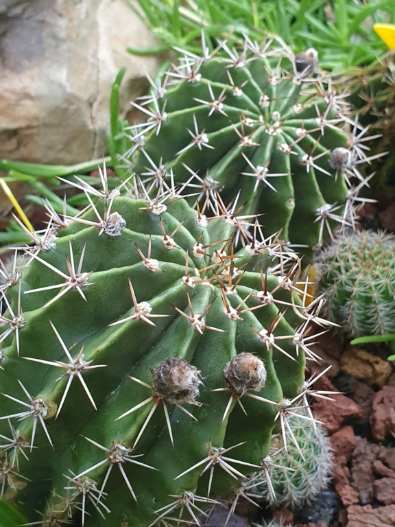 Echinopsis oxygona (= Echinopsis eyriesii v. grandiflora) - Page 3 20191268