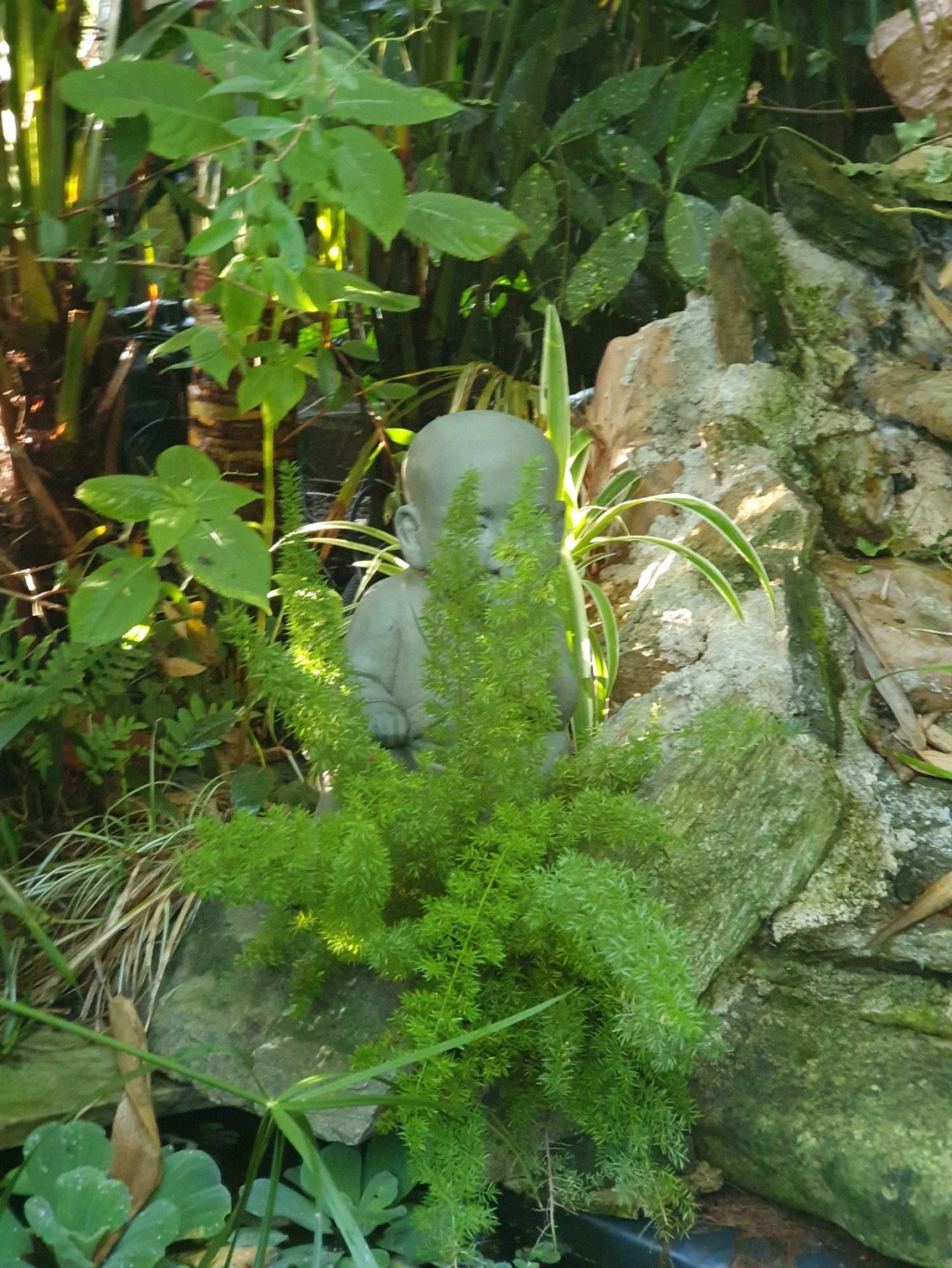 Asparagus densiflorus 'Meyersii' 20191330