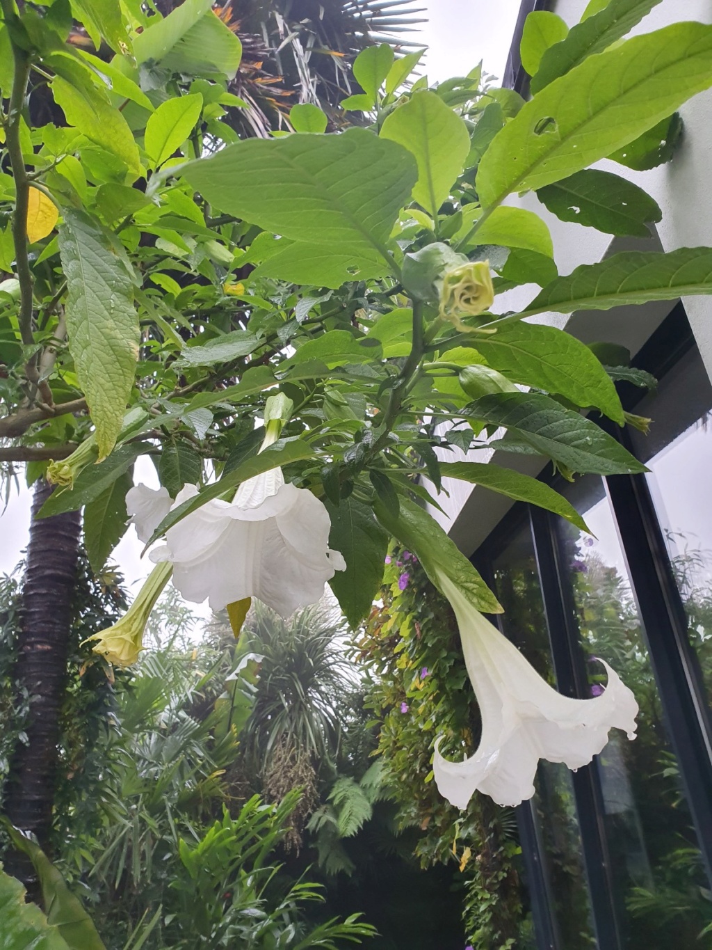 Brugmansia - le genre - Page 9 20191353