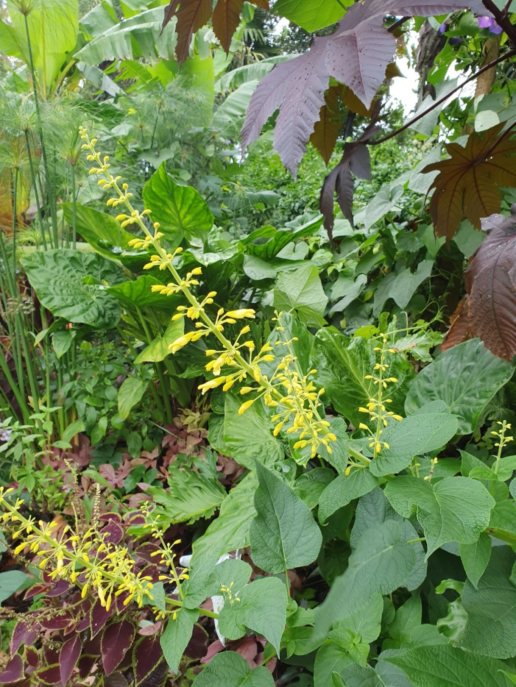 Salvia - les floraisons du moment - Page 19 20191365