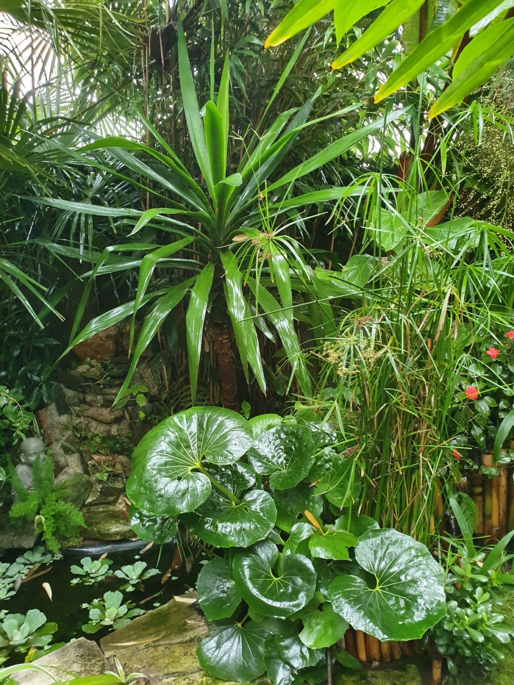 Rémi - Mon (tout) petit jardin en mode tropical - Page 16 20191379