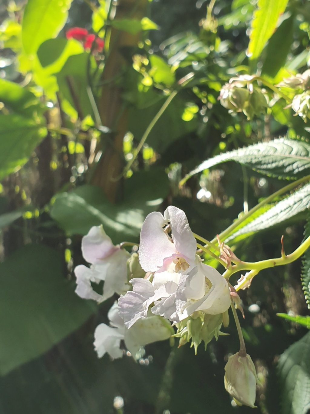 Impatiens glandulifera - balsamine de l'Himalaya - Page 3 20191383