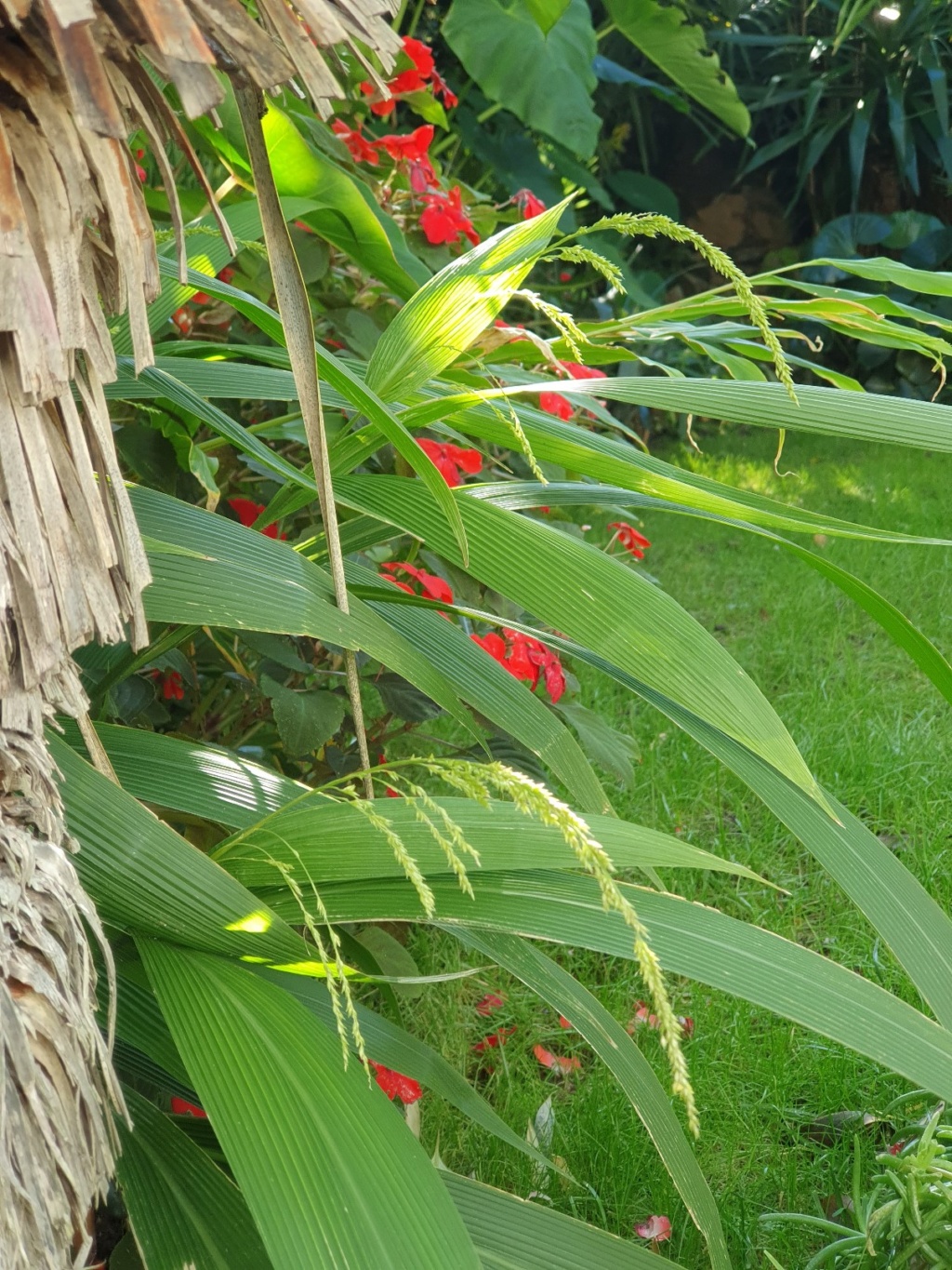 Setaria palmifolia - sétaire à feuilles de palmier - Page 3 20191395