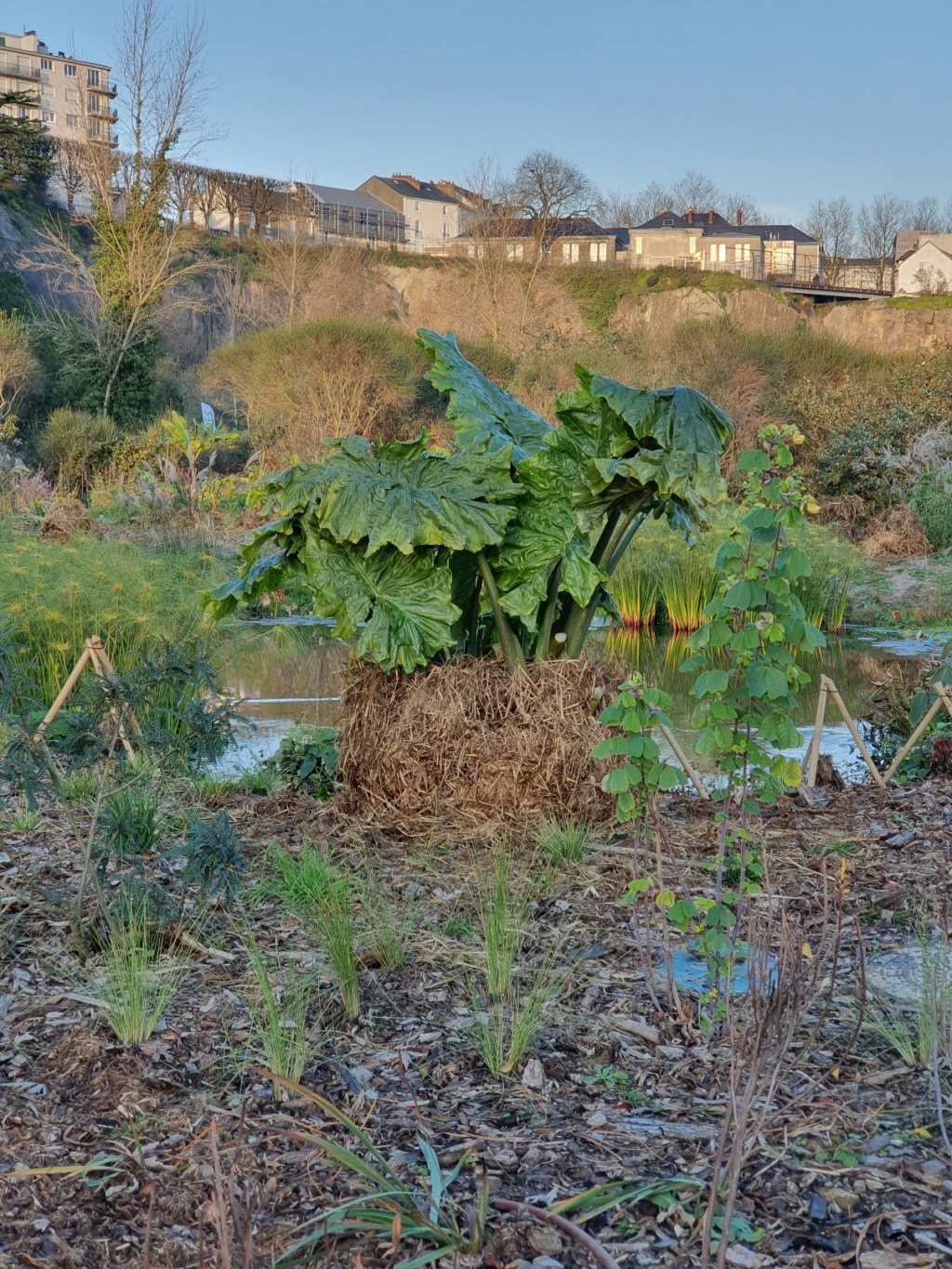 (44) Jardin Extraordinaire - Carrière Misery - Nantes - Page 2 20191481