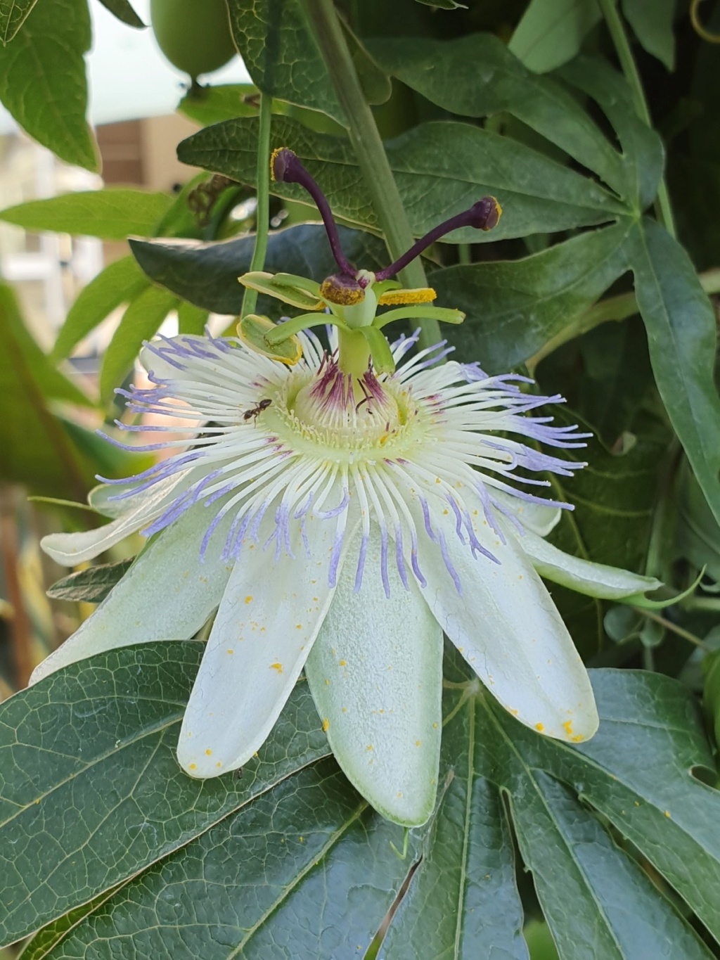 Passiflora caerulea - Page 5 20191505