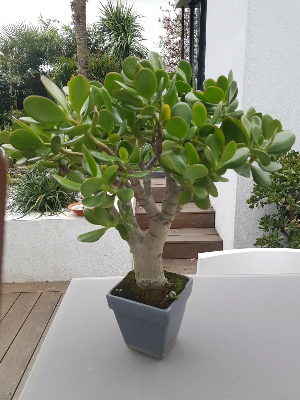Crassula ovata (bonsaï) 20191511